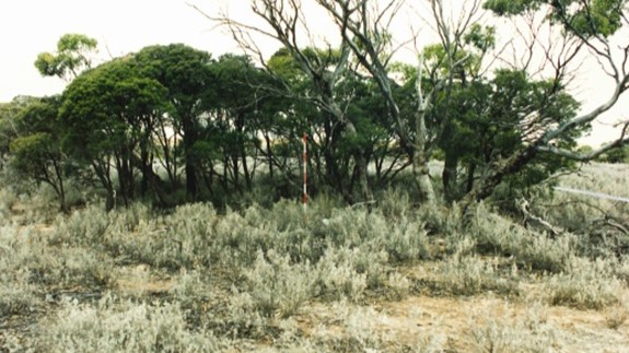 Police Life - image of grassland and trees.