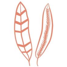 A line drawing of two feathers. 